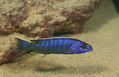 Sciaenochromis fryeri 'Chitimba Bay Deep'